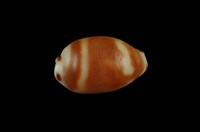 藏品(大熊寶螺)的圖片